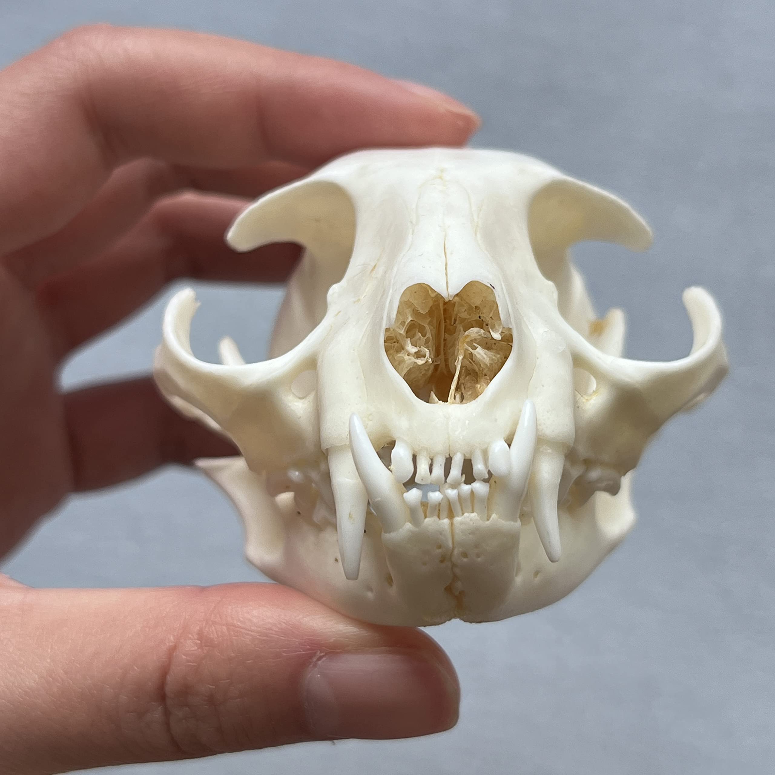 Amazon.com: ZCZC Taxidermy Real Animal Skull, Animal Bones Real